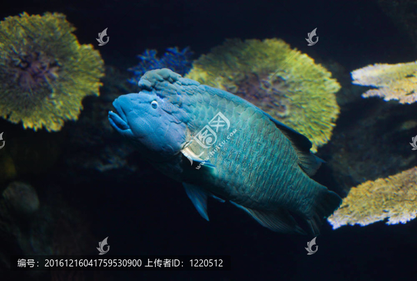 藍(lán)色的魚(yú)