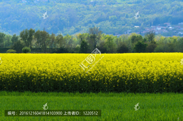 油菜