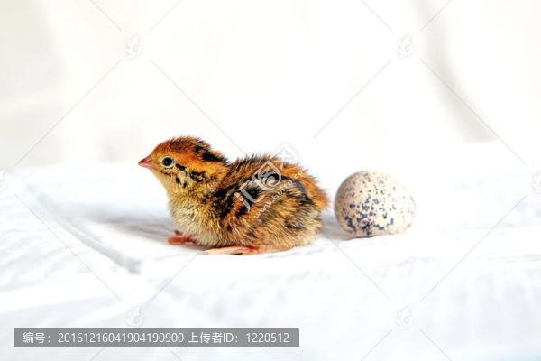 鵪鶉小雞