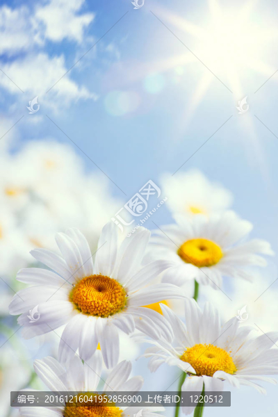 舊貨夏季背景