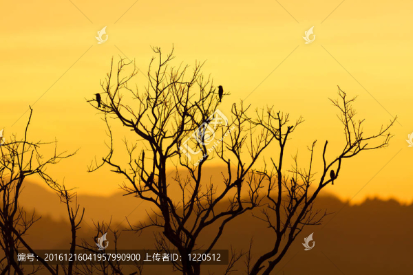 美麗的夕陽和枯樹
