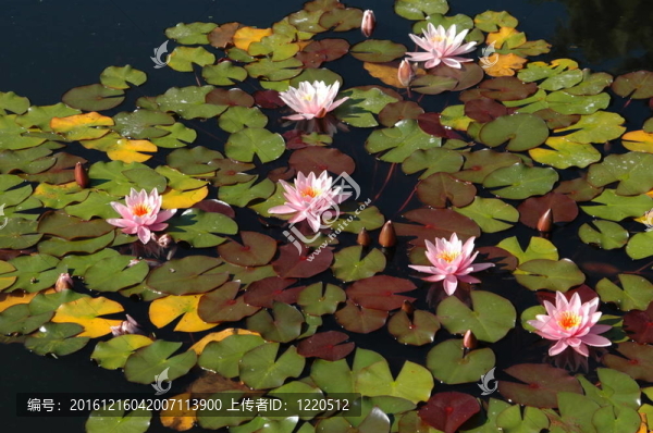 池塘里的粉紅色睡蓮
