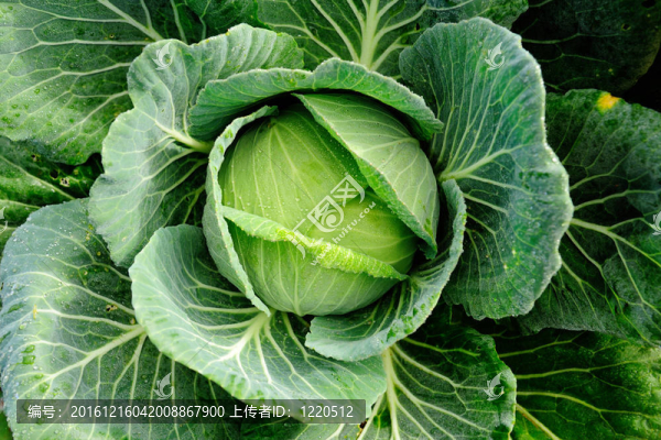 菜白菜