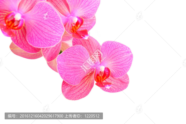 粉紅色蘭花花；在白色背景上分離