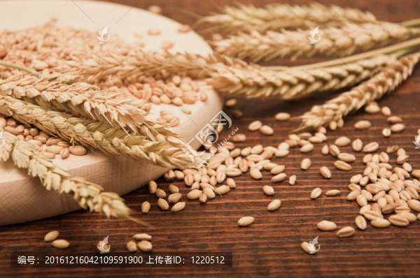 小麥籽粒