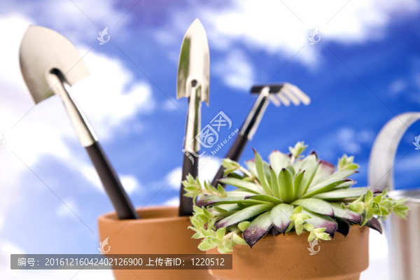 天空上的花和花園工具