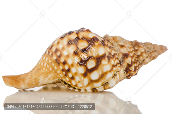海貝殼