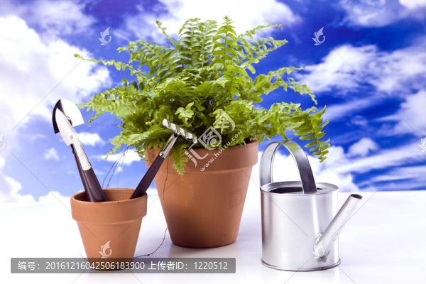 天空上的花和花園工具