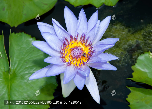 美麗的蓮花與蜜蜂