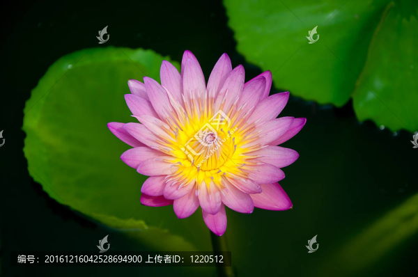 池塘美麗的荷花
