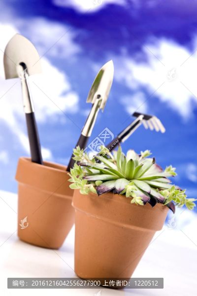 花卉與園林工具