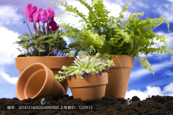 天空BAC鮮花和園林工具