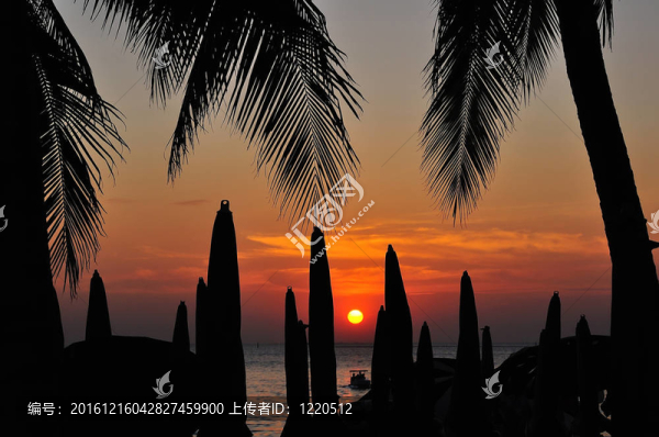日落時(shí)棕櫚樹(shù)剪影