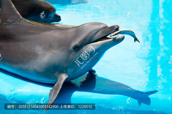 海豚吃鮮魚(yú)