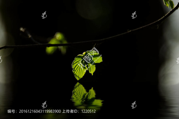 樹葉在春天