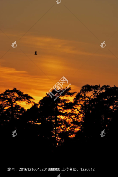 樹(shù)林后面的日落-匯圖網(wǎng) www.fosd68.com 樹(shù)林后面的日落