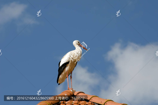 屋頂上的鸛鳥
