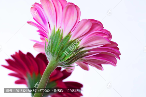 粉紅色的花非洲菊孤立在WHI