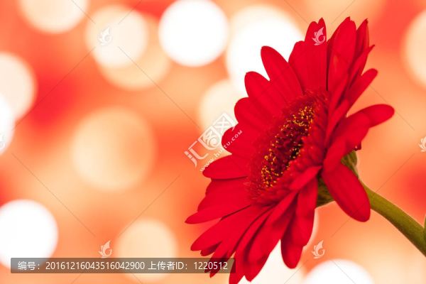 彩色的非洲菊花模糊