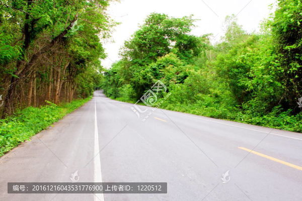 林中之路
