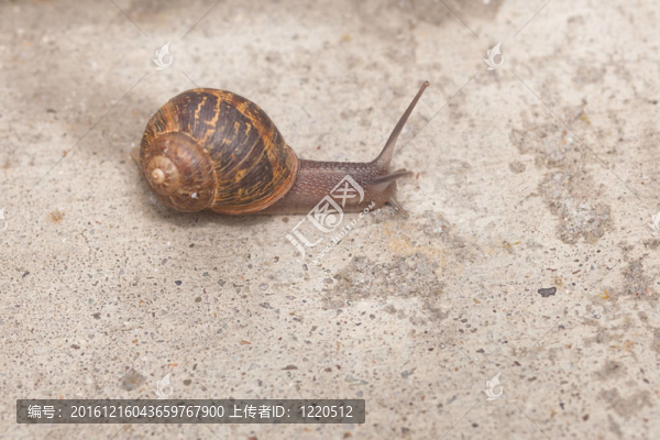 散大蝸牛