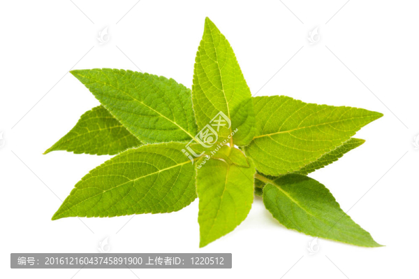 鳳梨鼠尾草
