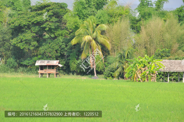 泰國茅舍