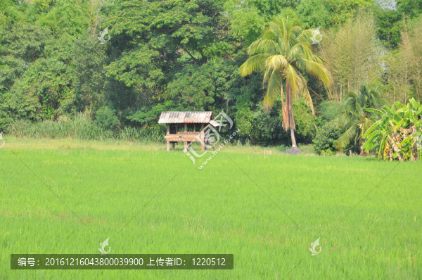 泰國茅舍