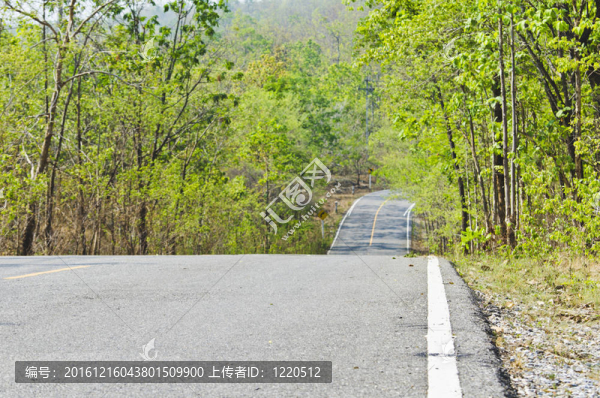 空彎公路穿越森林