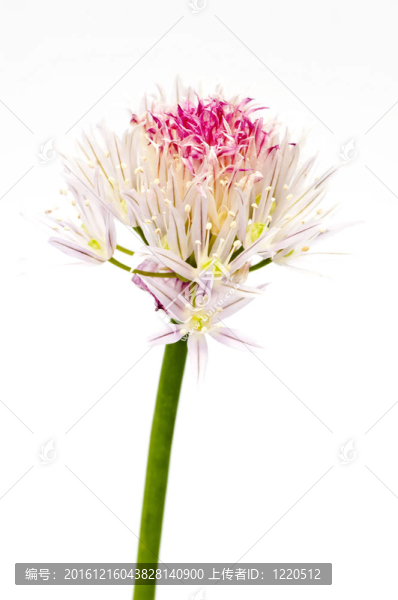 韭菜開花