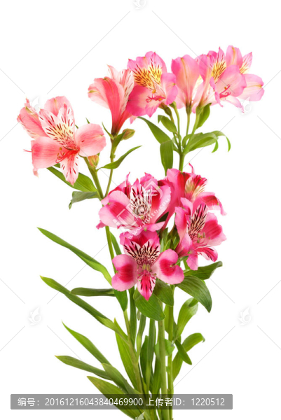 束百合花