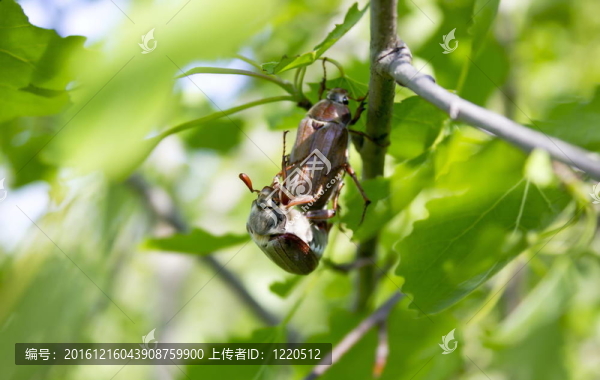 甲蟲(chóng)