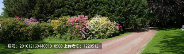 在一個(gè)公園的杜鵑花
