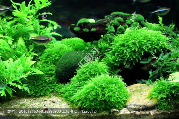 現(xiàn)場(chǎng)種植的水族館