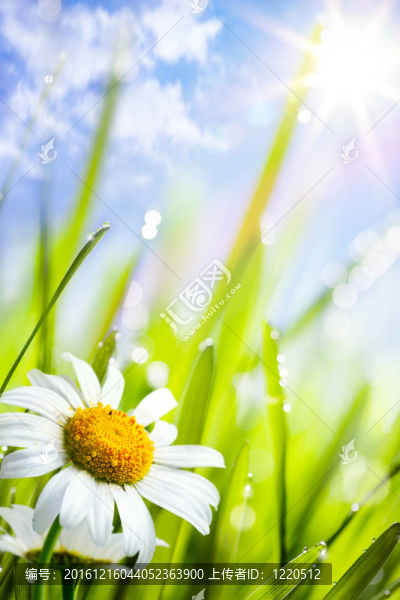 夏季的自然背景與雛菊花草