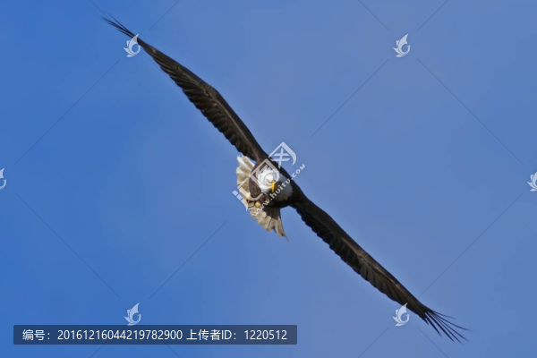 禿頭鷹