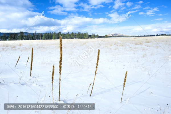 白雪皚皚的原野