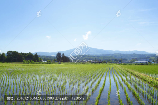 太姬神和藍天
