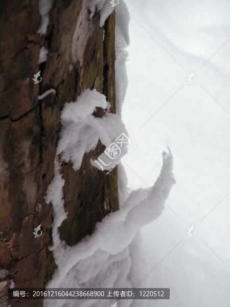 剝除雪