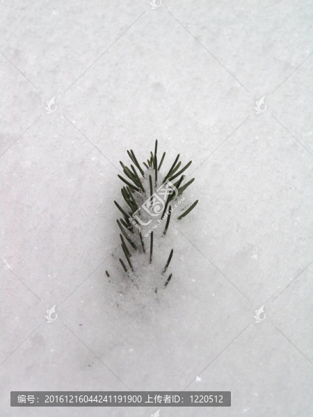 雪的松針