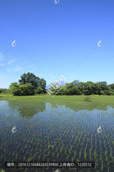 太姬神和藍(lán)天