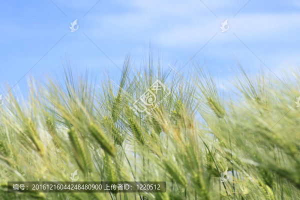 藍天麥田
