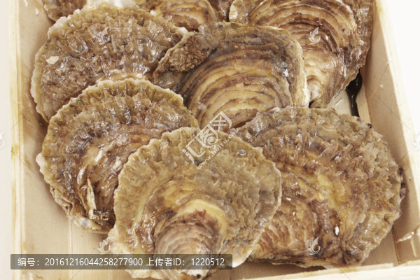 白底木箱里的牡蠣