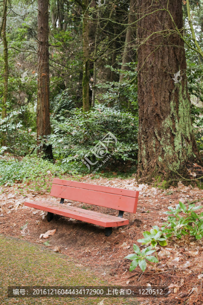 公園小徑上的長凳；波特蘭州的俄勒岡。