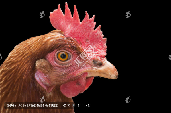 母雞