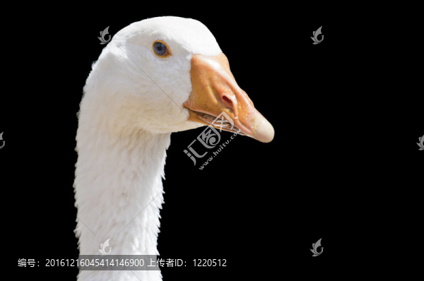 白鵝；離體