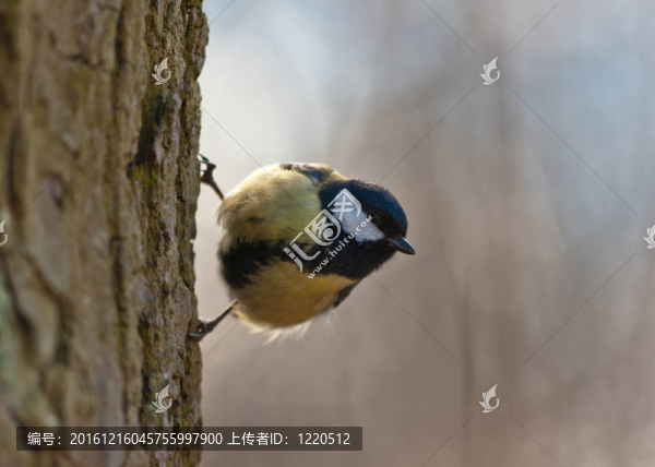 樹(shù)干上的山雀