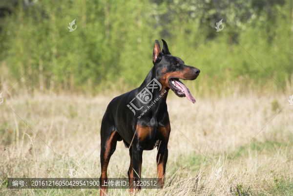 杜賓犬