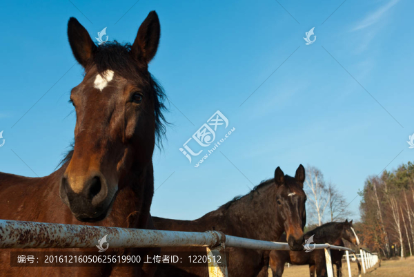 馬