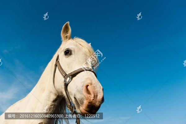 馬